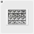 アートポストカード-Kicking Mule
 - エドワード マイブリッジ Postcard.