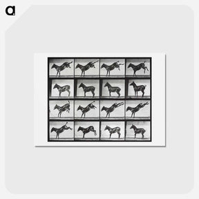 アートポストカード-Kicking Mule
 - エドワード マイブリッジ Postcard.