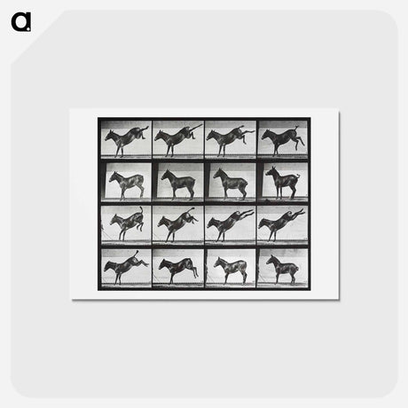 アートポストカード-Kicking Mule
 - エドワード マイブリッジ Postcard.