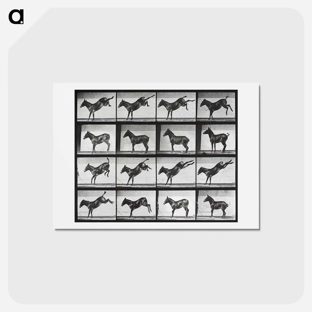 アートポストカード-Kicking Mule
 - エドワード マイブリッジ Postcard.