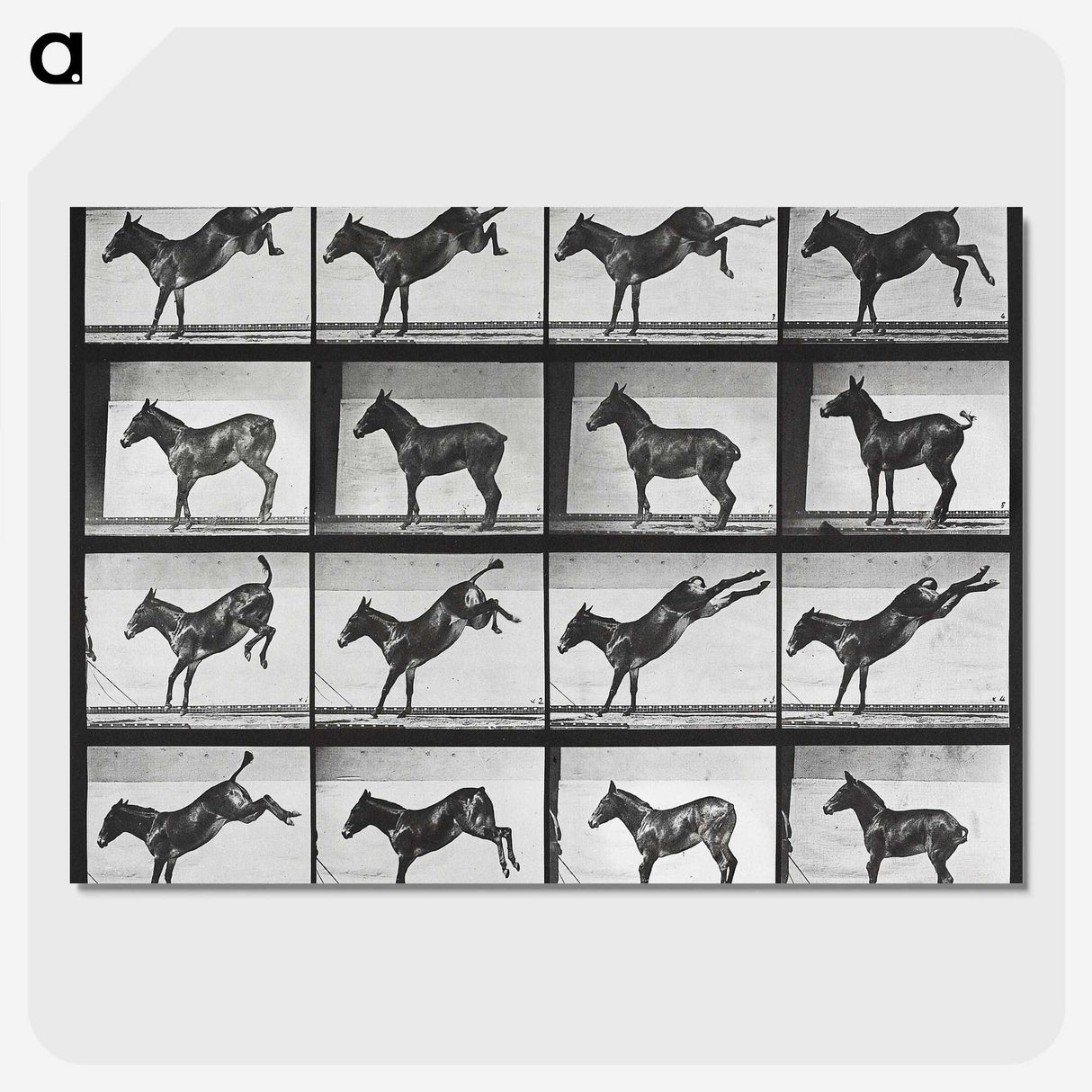 2-43_Eadweard-Muybridge_picture-crop