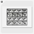 2-43_Eadweard-Muybridge_picture
