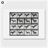 2-43_Eadweard-Muybridge_picture