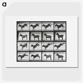 2-43_Eadweard-Muybridge_picture