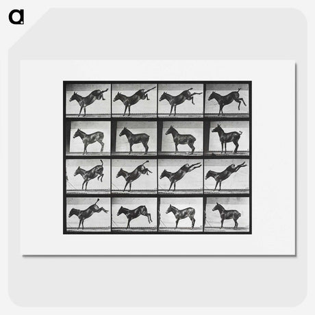 2-43_Eadweard-Muybridge_picture