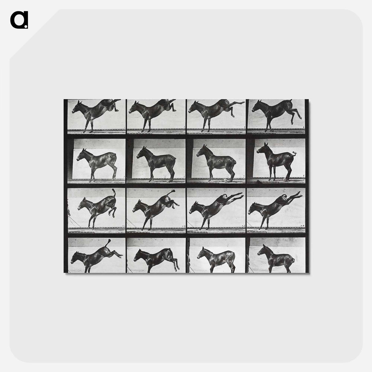 アートポストカード-Kicking Mule
 - エドワード マイブリッジ Postcard.