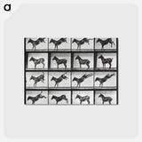 アートポストカード-Kicking Mule
 - エドワード マイブリッジ Postcard.