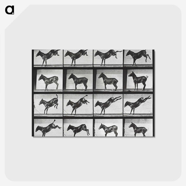 2-43_Eadweard-Muybridge_postcard
