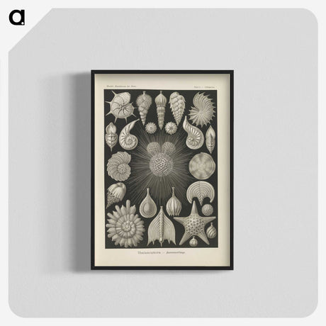 2-43_Ernst-Haeckel_blk-crop