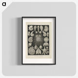 2-43_Ernst-Haeckel_blk
