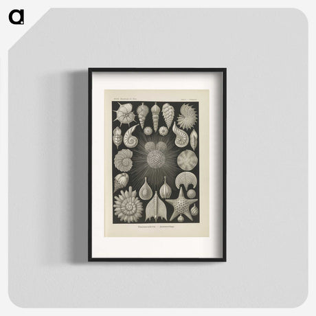 2-43_Ernst-Haeckel_blk
