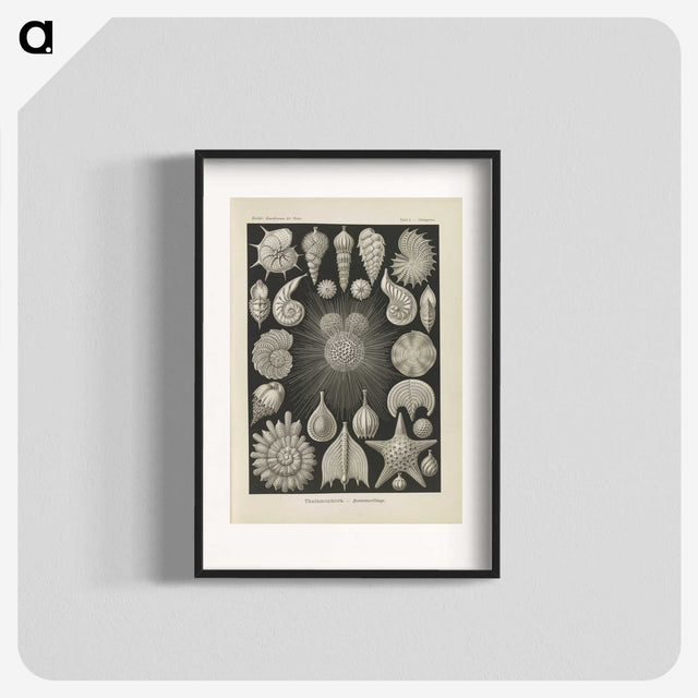 2-43_Ernst-Haeckel_blk