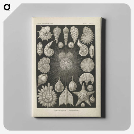 2-43_Ernst-Haeckel_canvas