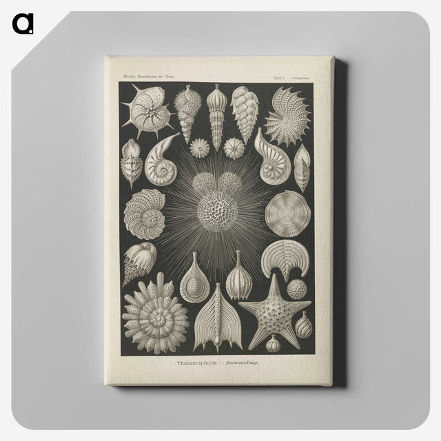 2-43_Ernst-Haeckel_canvas