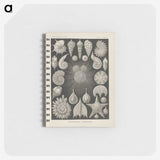 2-43_Ernst-Haeckel_memo