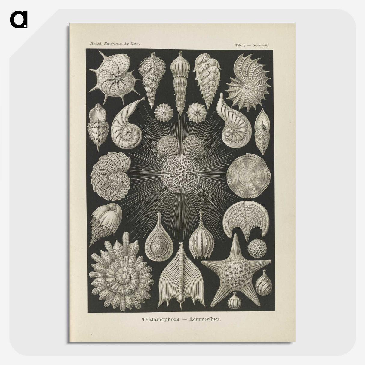 2-43_Ernst-Haeckel_picture-crop