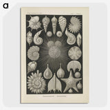 2-43_Ernst-Haeckel_picture-crop