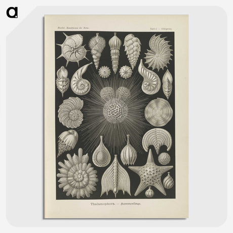 2-43_Ernst-Haeckel_picture-crop