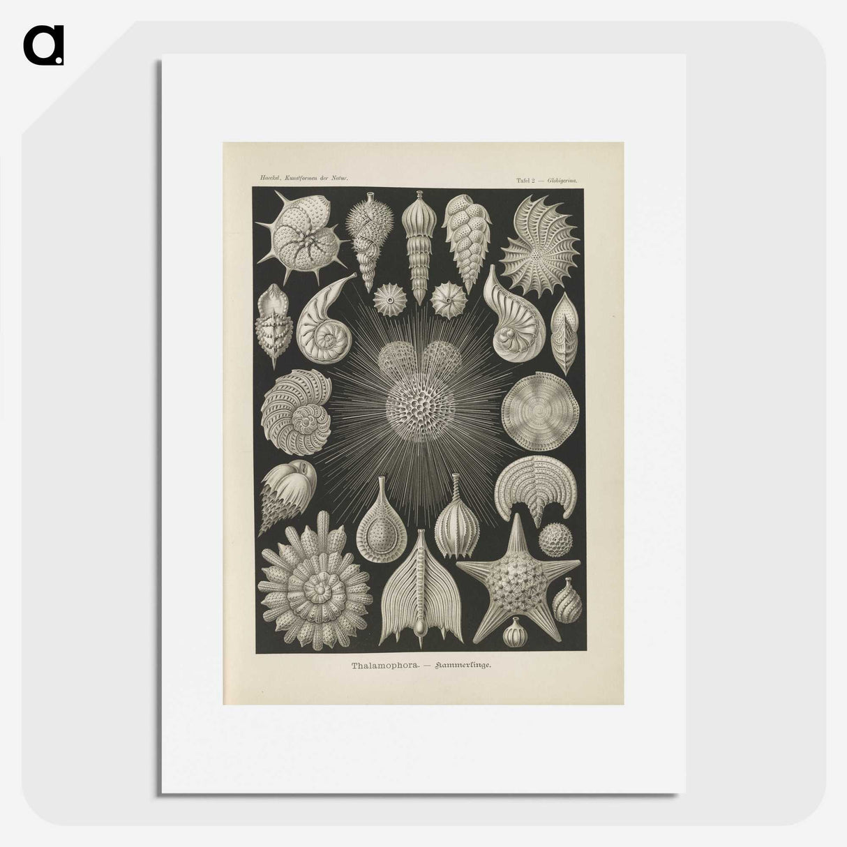 2-43_Ernst-Haeckel_picture