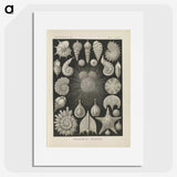 2-43_Ernst-Haeckel_picture