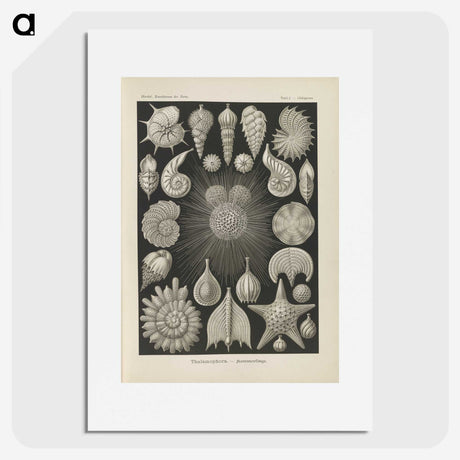 2-43_Ernst-Haeckel_picture
