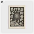 2-43_Ernst-Haeckel_postcard