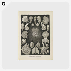 2-43_Ernst-Haeckel_postcard