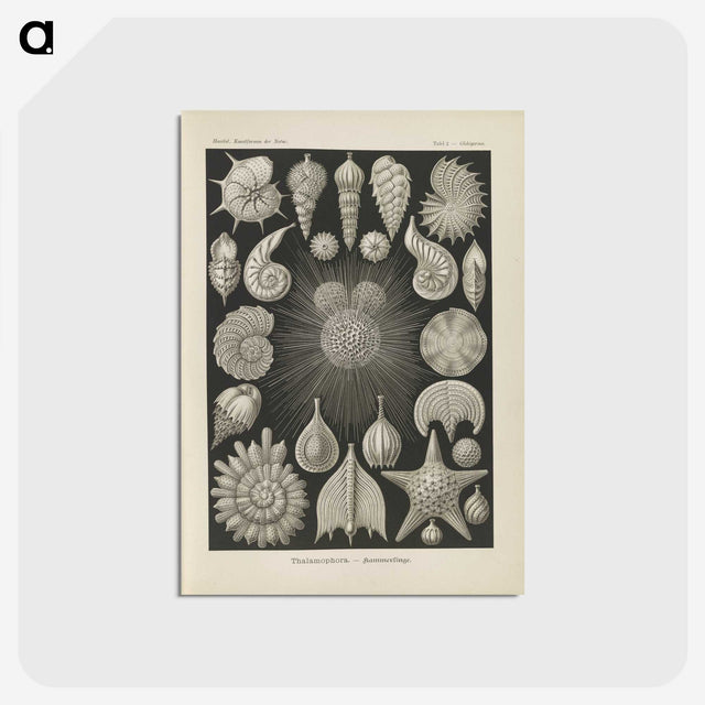 2-43_Ernst-Haeckel_postcard