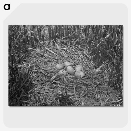 2-43_Frederick-Charles-Brockett_picture-crop