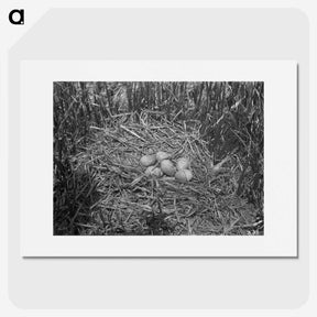 2-43_Frederick-Charles-Brockett_picture