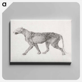 アートパネル-Tiger Body, Lateral View
 - ジョージ スタッブス Canvas.