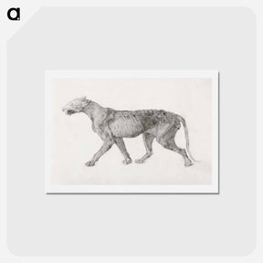 アートポストカード-Tiger Body, Lateral View
 - ジョージ スタッブス Postcard.