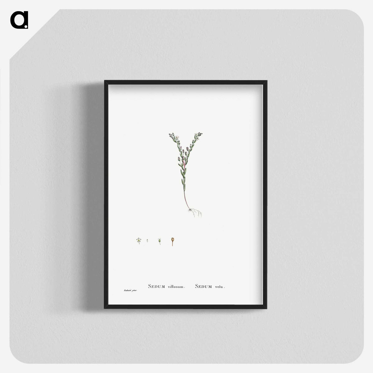 2-43_Histoire-des-Plantes-Grasses_blk-crop