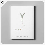 2-43_Histoire-des-Plantes-Grasses_canvas