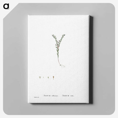 2-43_Histoire-des-Plantes-Grasses_canvas