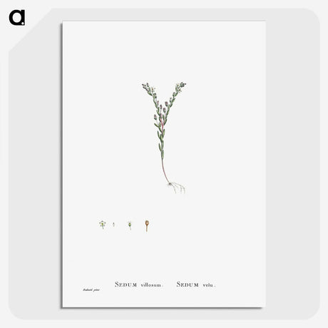 2-43_Histoire-des-Plantes-Grasses_picture-crop