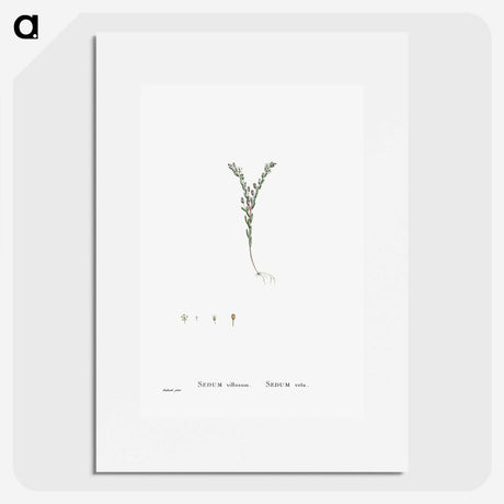 2-43_Histoire-des-Plantes-Grasses_picture