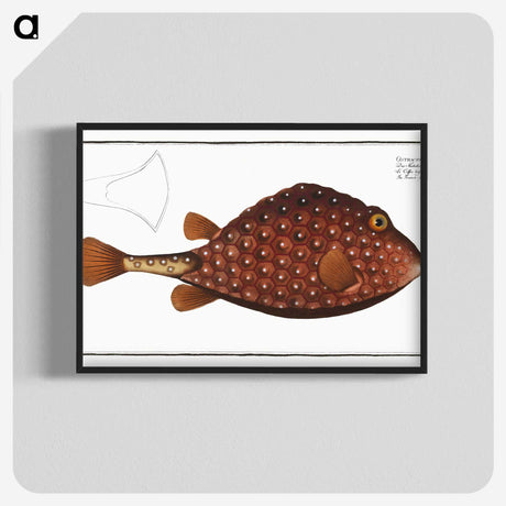 2-43_Ichtyologie-ou-Histoire-naturelle_blk-crop