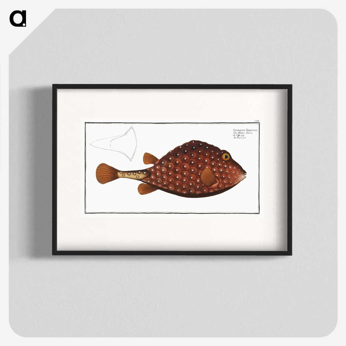 2-43_Ichtyologie-ou-Histoire-naturelle_blk