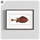 2-43_Ichtyologie-ou-Histoire-naturelle_blk