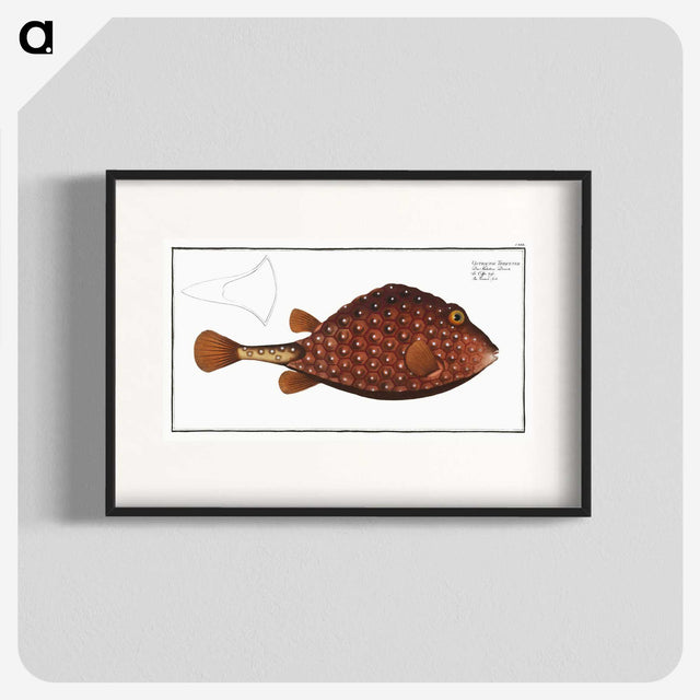 2-43_Ichtyologie-ou-Histoire-naturelle_blk