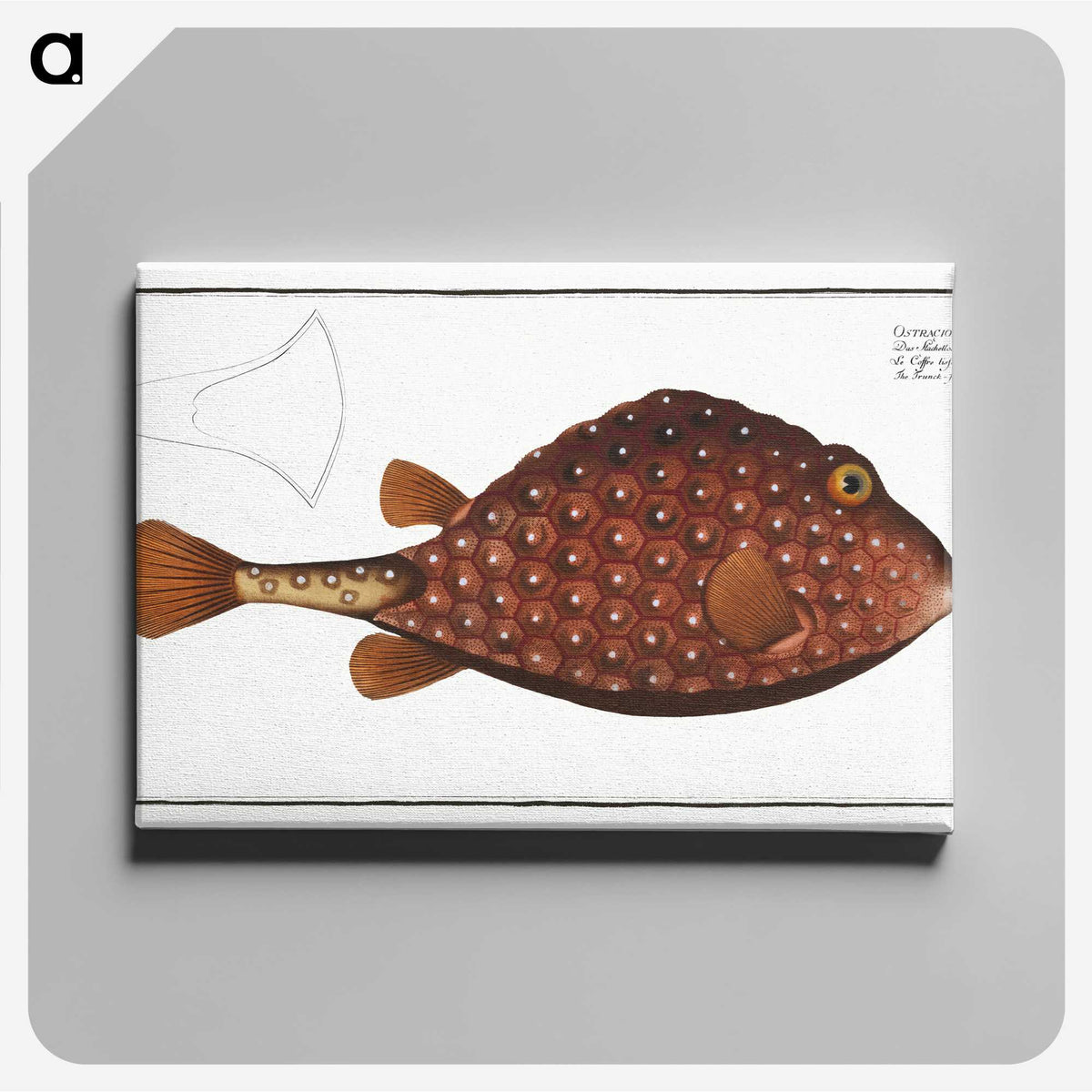 2-43_Ichtyologie-ou-Histoire-naturelle_canvas