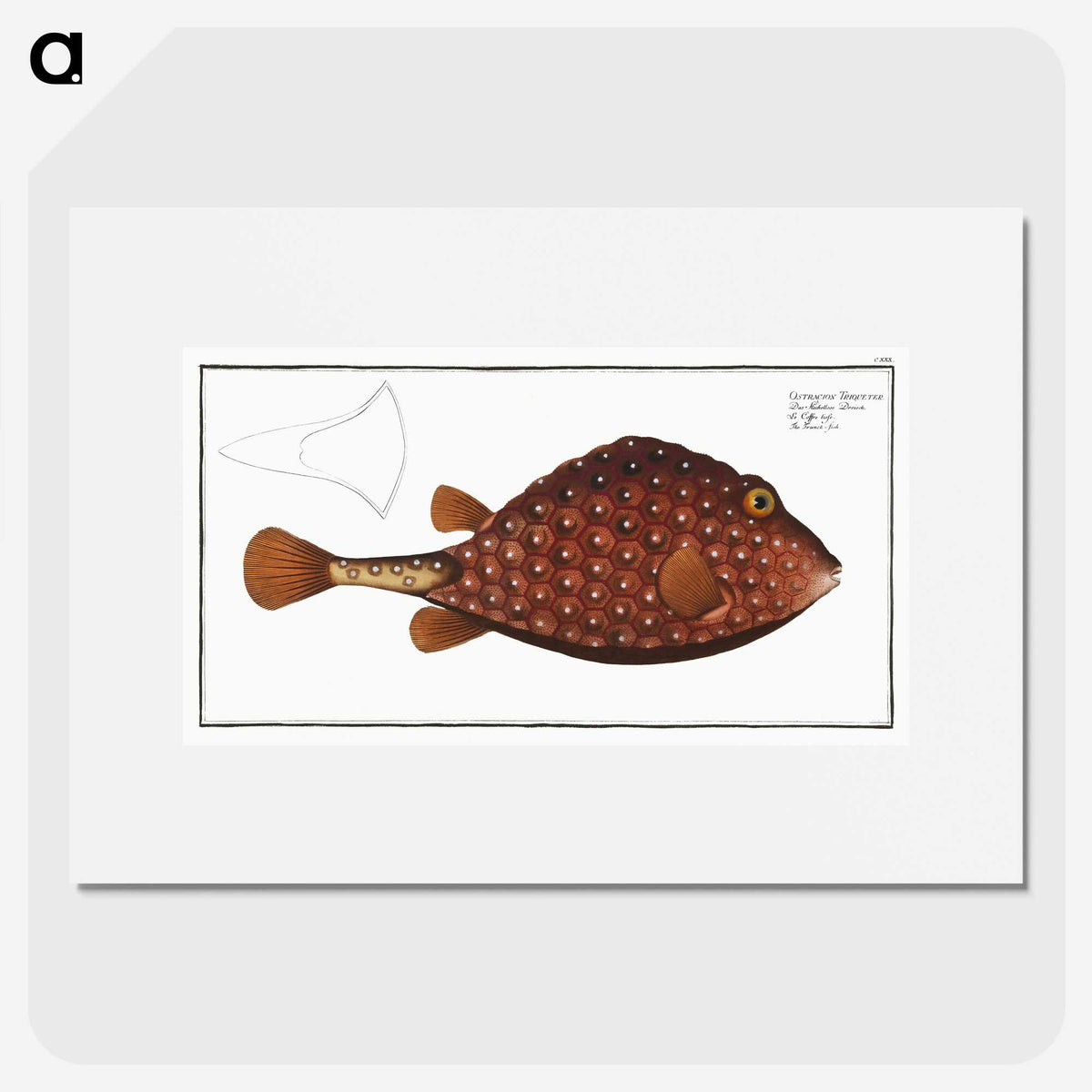 2-43_Ichtyologie-ou-Histoire-naturelle_picture