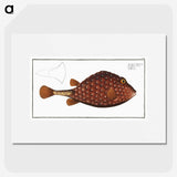 2-43_Ichtyologie-ou-Histoire-naturelle_picture