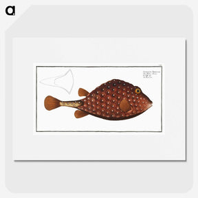 2-43_Ichtyologie-ou-Histoire-naturelle_picture
