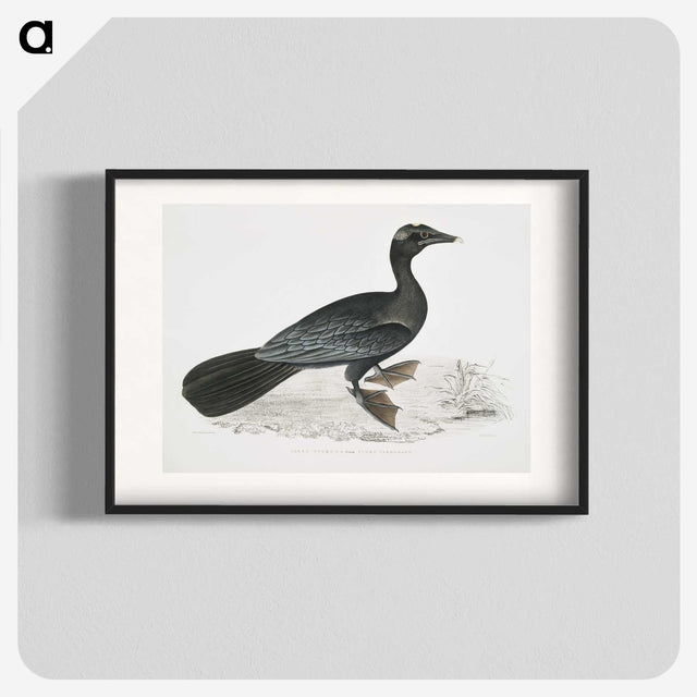 2-43_Indian-Zoology_blk