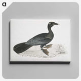 2-43_Indian-Zoology_canvas