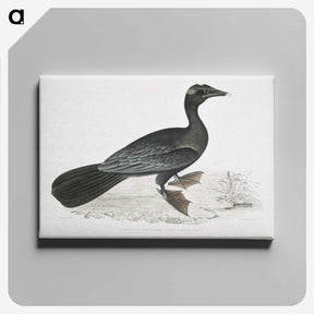 2-43_Indian-Zoology_canvas