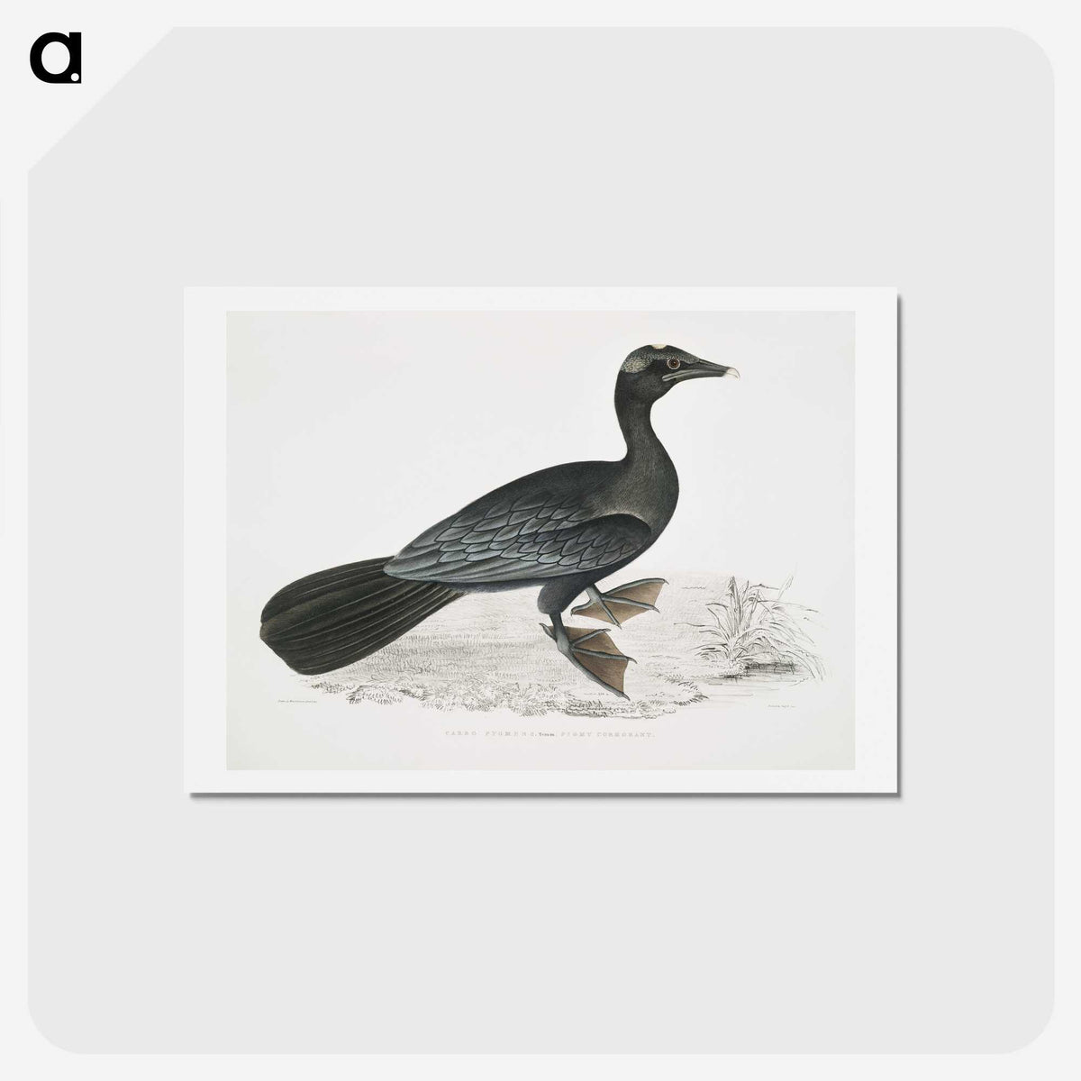 2-43_Indian-Zoology_hagaki