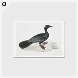 2-43_Indian-Zoology_hagaki